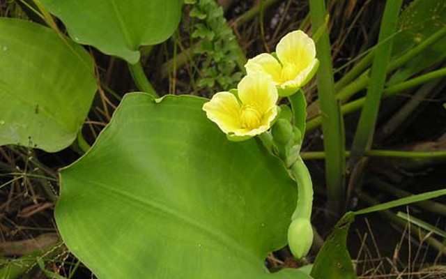 Riêng tại Việt Nam, cây cù nèo mọc nhiều nhất ở đồng bằng sông Cửu Long. Ảnh: cooky.