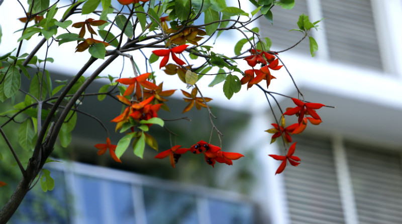 Cây sang không phải là cây lá rụng nên hiện nay được trồng nhiều để trang trí trong các biệt thự hay các tuyến đường giao thông nội bộ trong đô thị. Ảnh: kinhtedothi.