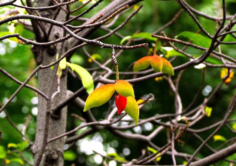 Khi quả chín, quả tách ra để lộ chuỗi hạt màu đen tuyền nhìn rất lạ mắt. Ảnh: giahuygarden.