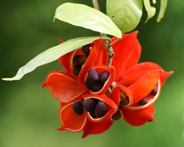 Cây sang thường mọc ở vùng rừng núi, đặc biệt là các sườn đồi vùng trung du. Ảnh:blogcaycanh.