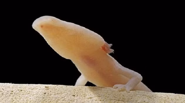 Con manh giông còn được mệnh danh là “cá người” bởi có làn da nhợt nhạt ánh hồng. Ảnh: skvty.