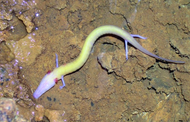 Năm 2017, con manh giông sống ở độ sâu kỷ lục 113m đã được các thợ lặn phát hiện dưới một đáy hồ tối trong hang động đá vôi ở Croatia. Ảnh: dkn.