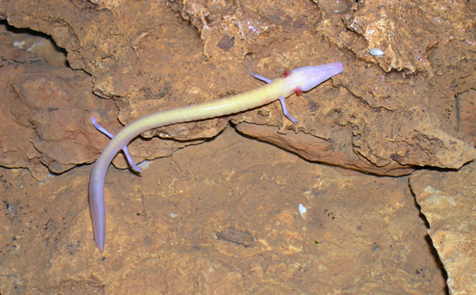 Manh giông là loài đặc hữu cho vùng nước chảy ngầm qua đá vôi rộng lớn của vùng núi đá vôi thuộc miền Trung và Đông Nam châu Âu. Ảnh: dkn.