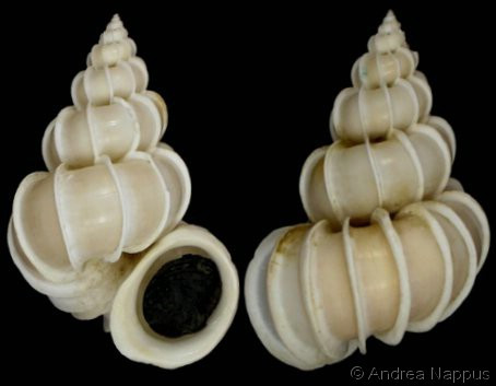 Ốc xoắn vách đã được đưa vào Sách Đỏ Việt Nam (1992). Ảnh: gastropods.