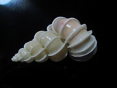 Ốc xoắn vách là loài ốc quý hiếm. Mặc dù không có ý nghĩa kinh tế (thực phẩm) nhưng lại có ý nghĩa khoa học và thẩm mỹ cao. Ảnh: picclickimg.