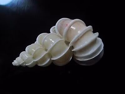 Ốc xoắn vách là loài ốc quý hiếm. Mặc dù không có ý nghĩa kinh tế (thực phẩm) nhưng lại có ý nghĩa khoa học và thẩm mỹ cao. Ảnh: picclickimg.