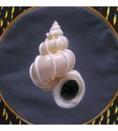 Trên thế giới, ốc xoắn vách phân bố ở phía Tây Thái Bình Dương, Nhật Bản, Trung Quốc, phía Tây đảo Fiji, Australia. Ảnh: maramarshells.