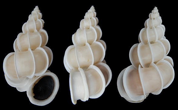 Tại Việt Nam, ốc xoắn vách có ở Khánh Hòa, Ninh Thuận, Bình Thuận, Côn Đảo. Ảnh: jaxshells.