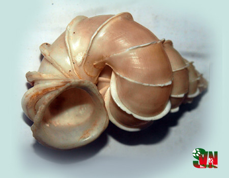 Ốc xoắn vách sống ở đáy sâu, trên mặt đáy cát bùn, có khi xuống sâu 20 - 30m. Ảnh: vncreatures.