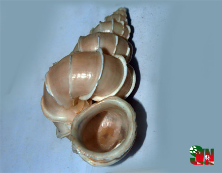 Ốc xoắn vách có thân xoắn và cuốn tròn, tách thành nhiều đoạn. Mỗi đoạn có 9 - 10 vách ngăn, chia mỗi đoạn thành 8 - 9 ngăn. Ảnh: vncreatures.