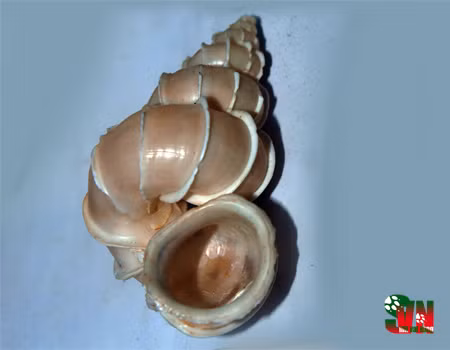 Ốc xoắn vách có thân xoắn và cuốn tròn, tách thành nhiều đoạn. Mỗi đoạn có 9 - 10 vách ngăn, chia mỗi đoạn thành 8 - 9 ngăn. Ảnh: vncreatures.