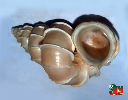  Ốc xoắn vách có tên khoa học là Epitonium scalare (Linnaeus), vỏ màu trắng, dài 60mm, rốn rộng, miệng tròn và phẳng. Ảnh: vncreatures.