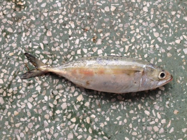  Cá ba thú có tên khoa học là Rastrelliger brachysoma. Đây là một trong những loài cá có giá trị kinh tế, mùa vụ khai thác quanh năm. Ảnh: mytour.