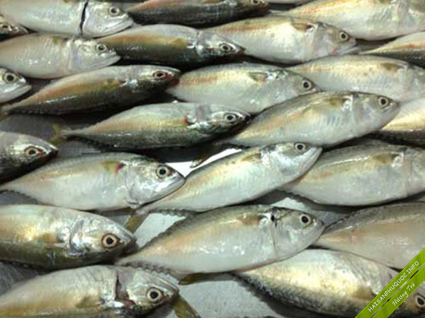 Cá ba thú là loại cá nhỏ (khoảng 3 ngón tay trở lại). Nó họ với cá bạc má, cá nục, nên về hình thức ba loại cá này rất giống nhau. Ảnh: haisanphuquoc.