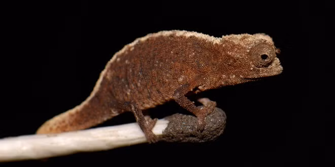 Tắc kè Brookesia có tập tính hoạt động ban ngày và ngủ trong bụi cây nhỏ vào ban đêm. Ảnh: madamagazine.