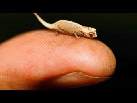 Tắc kè Brookesia có kích thước chỉ nhỏ bằng một con ruồi với chiều dài chỉ khoảng từ 16mm - 30mm. Ảnh: ytimg.