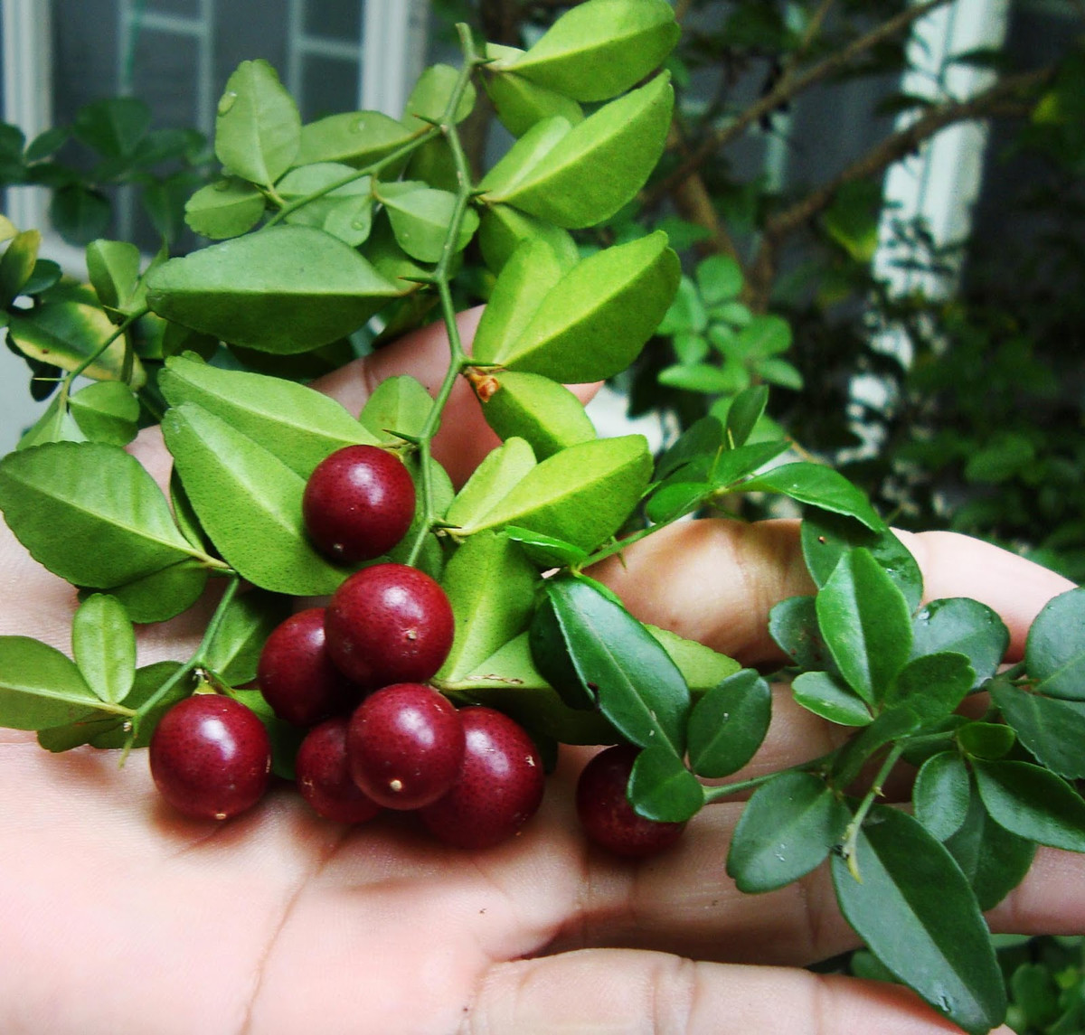 Một đặc tính nổi bật của cây kim quýt là nhiều quả, đồng đều và chín đỏ, ấn tượng. Ảnh: blogspot.