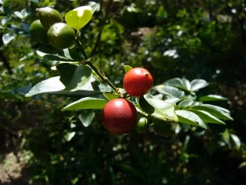  Cây kim quýt là cây bụi, thân gỗ nhỏ với lá xanh bóng, thân gai, hoa màu trắng, quả tròn đỏ có thể ăn được nhưng chua. Ảnh: ytimg.