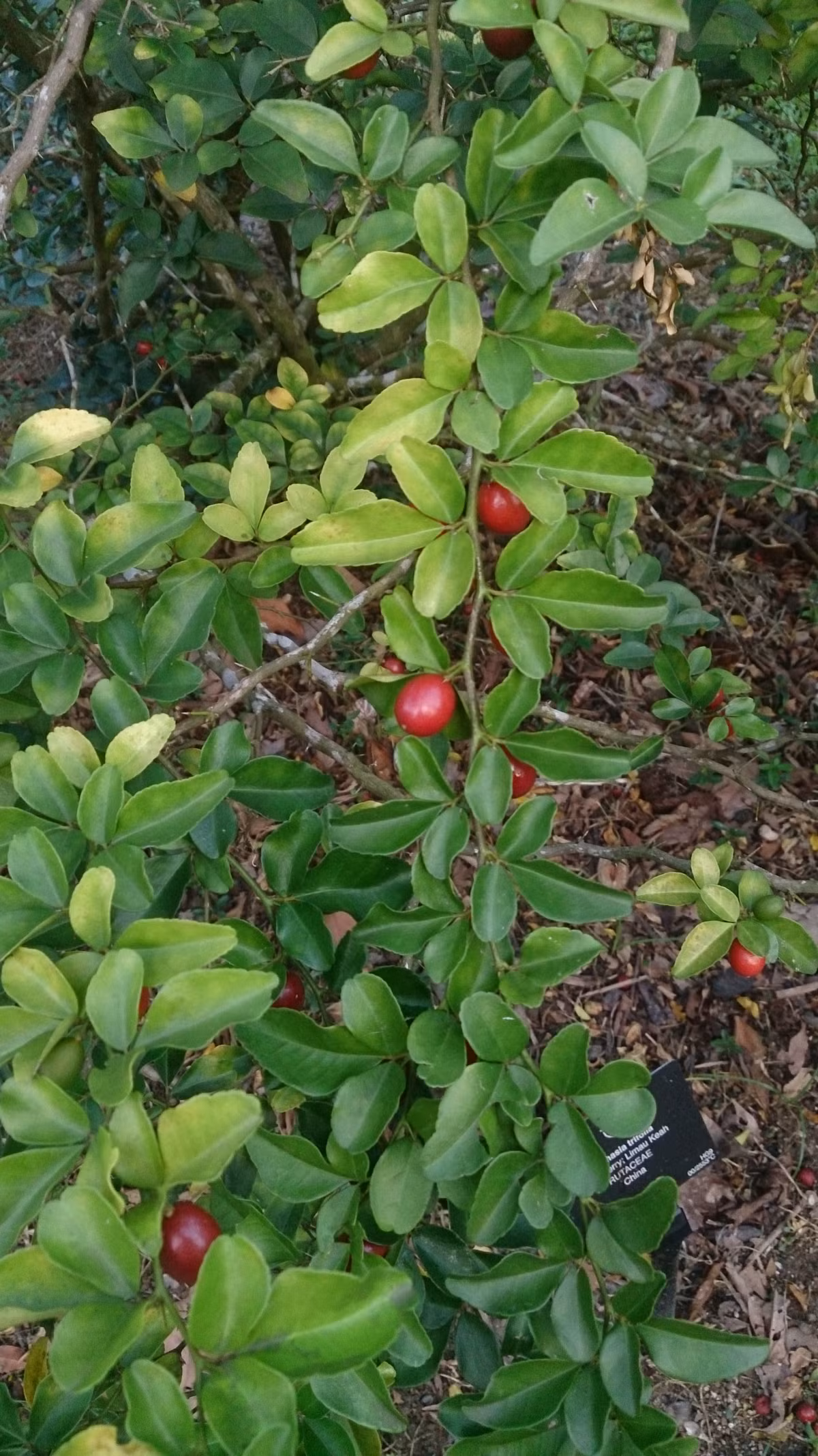 Ở Việt Nam, cây kim quýt được coi là cây phong thủy, mang ý nghĩa tài lộc dồi dào. Ảnh: wikimedia.