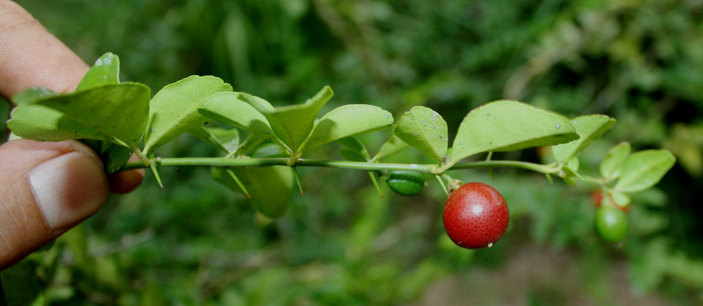 Cây kim quýt có thể phát triển chiều cao lên tới 3m. Do có hình dáng, lá và quả đỏ đẹp mắt nên cây kim quýt thường được trồng để trang trí sân vườn, phòng khách văn phòng làm việc... Ảnh: staticflickr.