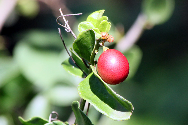 Hiện nay, ở Việt Nam, cây kim quýt phát triển tự nhiên chủ yếu tại các tỉnh phía Nam, từ Khánh Hòa trở vào. Còn ở miền Trung và miền Bắc, cây kim quýt đa phần được đưa từ nam ra, qua con đường giao lưu cây cảnh. Ảnh: mi-aime-a-ou.
