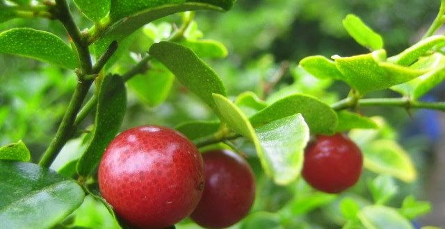 Cây kim quýt có tên khoa học là Triphasia trifolata, có xuất xứ từ vùng nhiệt đới. Ảnh: dongtrunghathaoaloha.