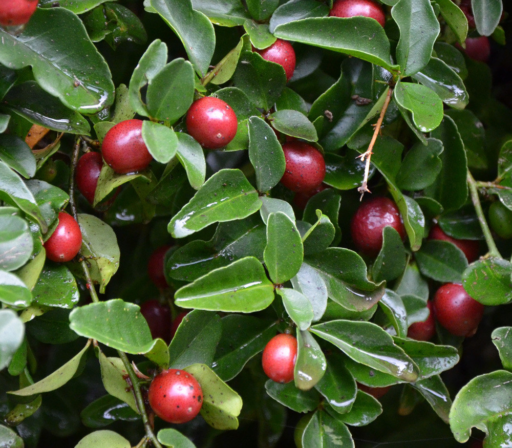 Kim quýt là loại cây có rễ chùm, lá nhỏ và tốc độ sinh trưởng chậm. Ảnh: bigcommerce.