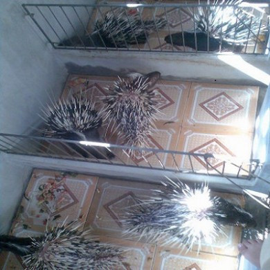 Trong khi đó, bao tử nhím là loại dược liệu quý dùng để ngâm rượu thuốc chữa bệnh đau bao tử, kích thích ăn uống, tiêu hóa tốt. Ảnh: sieuthinhanong. Mời quý vị xem video: Độc lạ khách sạn dành cho động vật