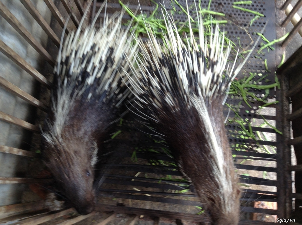 Trên thế giới, nhím bờm sống hoang dã ở một số nước như Nepal, Malaysia, Thái Lan, Lào, Campuchia, Trung Quốc. Ảnh: 5giay.
