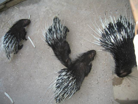 Nhím bờm có thịt hơi giống thịt lợn rừng, nhiều nạc, ít mỡ, thịt có giá trị dinh dưỡng cao. Ảnh: thegioinhim.