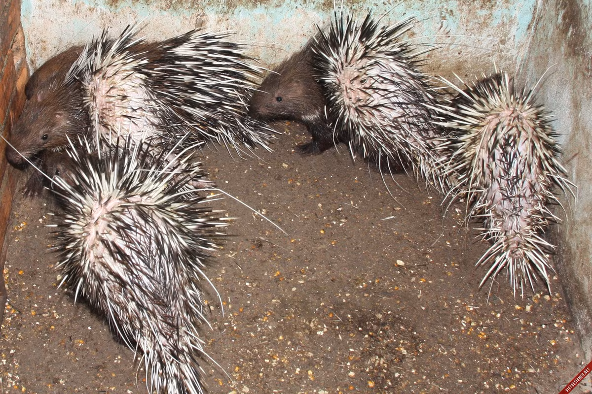 Lông nhím bờm được dùng làm đồ trang sức, chữa viêm tai giữa, đau răng. Ảnh: imgur.