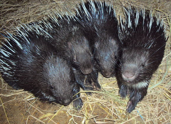 Tại Việt Nam, nhím bờm phân bố khá rộng, từ các tỉnh phía Bắc vào tới tỉnh Khánh Hòa, ở khắp các kiểu rừng từ Bắc đến Nam ở độ cao trung bình dưới 2.000m. Ảnh: blogspot.