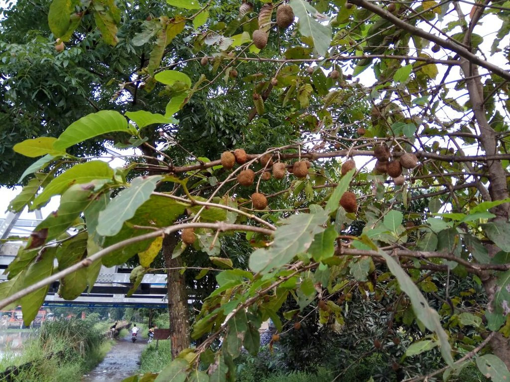 Cây gáo vàng có chiều cao thân từ 30-35m và đường kính có thể đạt tới 1m. Ảnh: wikimedia.