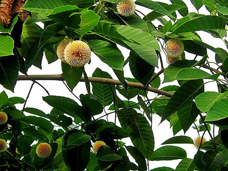 Cây gáo vàng phân bố ở vùng Nam Á, Đông Nam Á, đảo Papua New Guinea, và Úc. Ảnh: wikipedia.