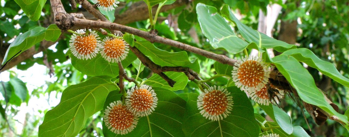 Cây gáo vàng thường lớn nhanh và ưu những vùng đất ẩm, có thể sinh trưởng ở những vùng bán ngập và ở ven những con sông, suối. Ảnh: caygiongthanhcong.