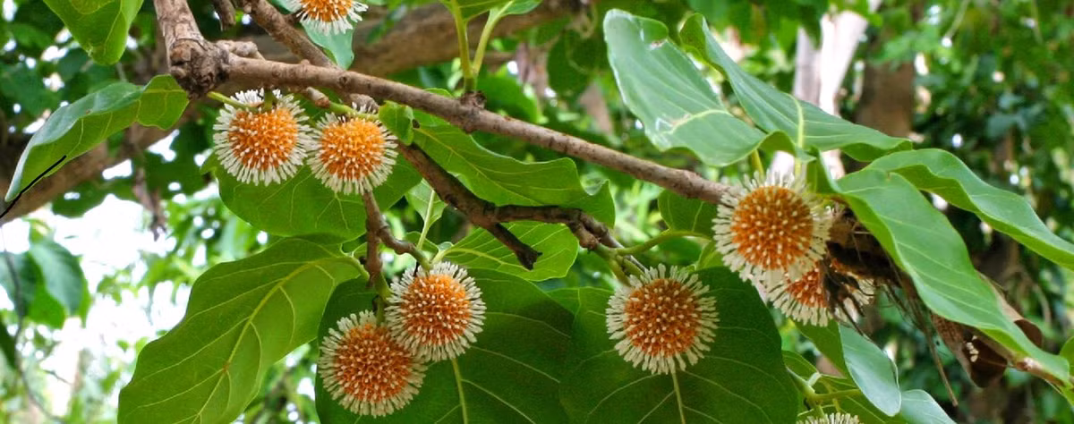 Cây gáo vàng thường lớn nhanh và ưu những vùng đất ẩm, có thể sinh trưởng ở những vùng bán ngập và ở ven những con sông, suối. Ảnh: caygiongthanhcong.