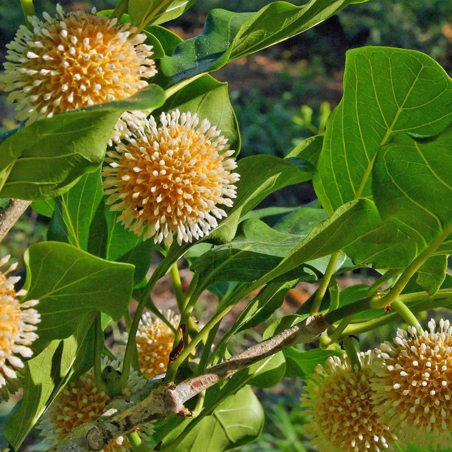 Với khả năng chịu được cả khô hạn và lũ lụt, cây gáo vàng còn được trồng tập trung để bảo vệ đất, nhất là các khu vực như bờ đê, lưu vực sông hay ven đường… Ảnh: pinimg.