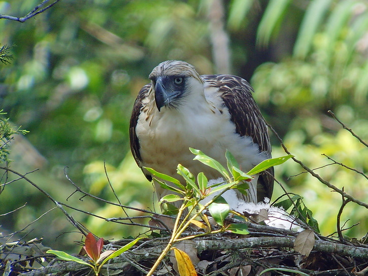 Đại bàng Philippines có bộ lông màu nâu đậm và trắng, cao từ 86cm - 102cm, nặng từ 4,7kg – 8kg, chân có màu vàng nổi bật với vuốt màu đen, mỏ màu xám hơi xanh và đôi mắt xanh xám. Ảnh: iucnredlist.