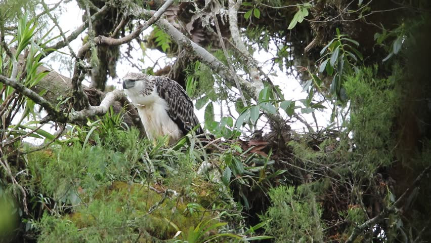 Thức ăn chủ yếu của đại bàng Philippines là khỉ, chim, cáo, cá, thằn lằn, rắn, lợn con, chó nhỏ…Ảnh: picdn.