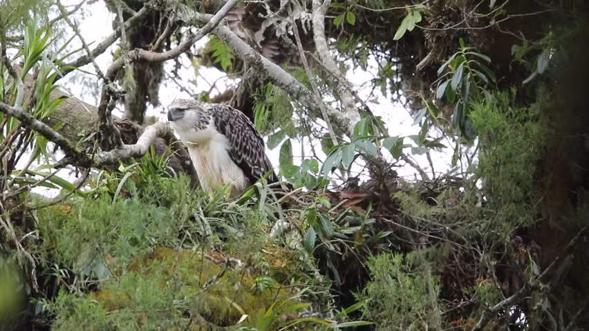 Thức ăn chủ yếu của đại bàng Philippines là khỉ, chim, cáo, cá, thằn lằn, rắn, lợn con, chó nhỏ…Ảnh: picdn.