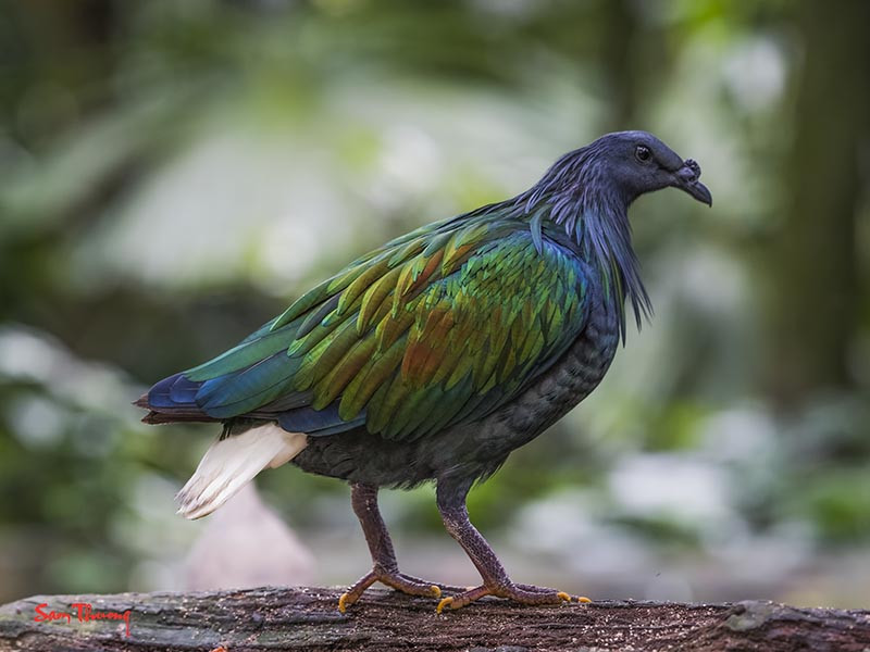 Chim mái có kích thước nhỏ hơn chim đực. Ảnh: birdwatchingvietnam.