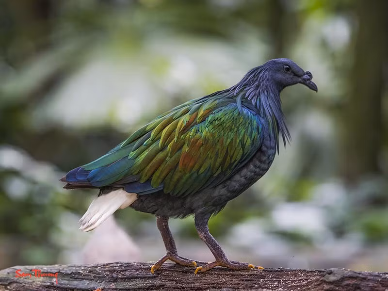 Chim mái có kích thước nhỏ hơn chim đực. Ảnh: birdwatchingvietnam.