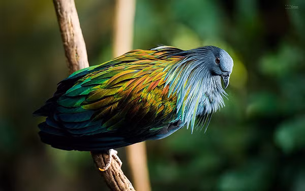 Mùa sinh sản của bồ câu Nicoba vào thời gian xuân hè (tháng 4 - 5). Chúng đẻ 1 trứng và thời gian ấp trứng khoảng 20 -24 ngày. Ảnh: afamilycdn.