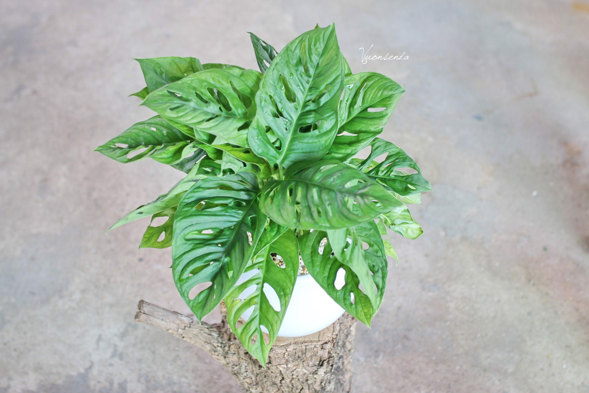 Trầu bà lỗ cũng có thể được trồng trong nước dạng thủy sinh. Ảnh: hstatic.