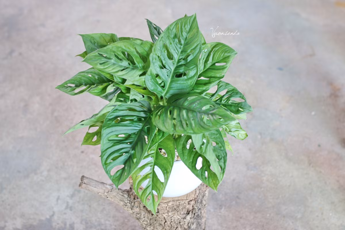 Trầu bà lỗ cũng có thể được trồng trong nước dạng thủy sinh. Ảnh: hstatic.