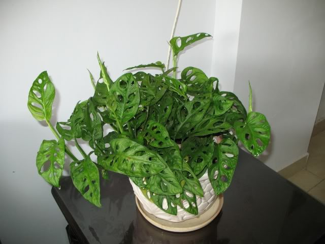 Trầu bà lỗ ưa thích khí hậu nóng ẩm, thích bóng râm, kỵ nắng gắt và khô hạn, ít phải chăm sóc. Ảnh: blogcaycanh.