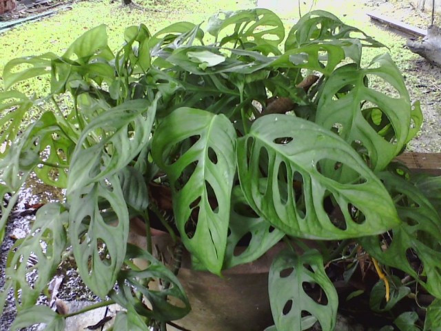 Ngoài ra, trầu bà lỗ cũng là loài cây có khả năng thanh lọc không khí rất hiệu quả. Ảnh: blogcaycanh.