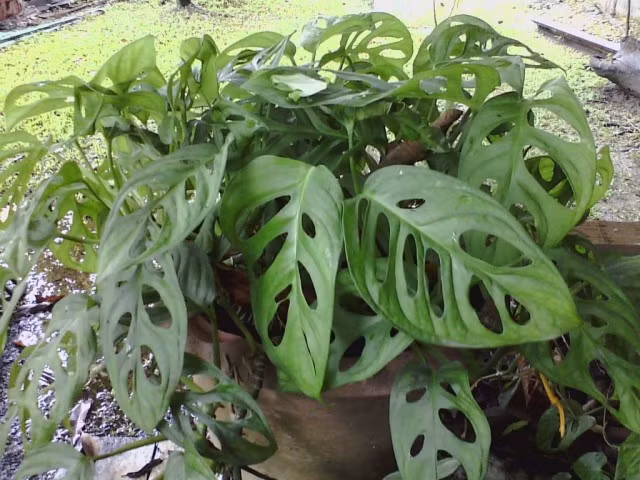 Ngoài ra, trầu bà lỗ cũng là loài cây có khả năng thanh lọc không khí rất hiệu quả. Ảnh: blogcaycanh.