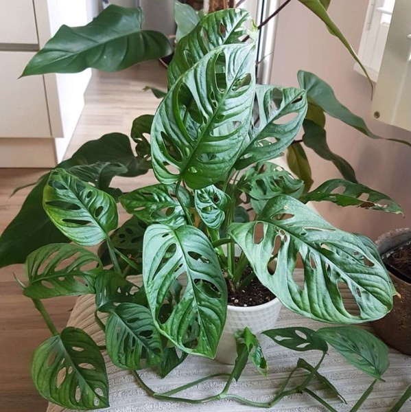 Trầu bà lỗ là loài cây thân thảo, lá có màu xanh và trên lá có nhiều lỗ thủng to nhỏ khác nhau trông như bị rách hoặc bị sâu ăn. Ảnh: canhquan.