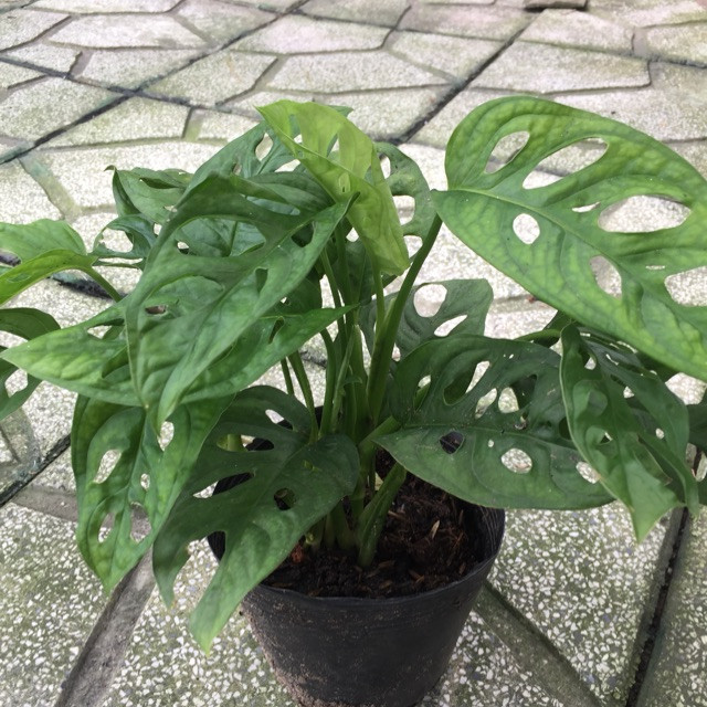 Trầu bà lỗ có xuất xứ từ vùng Costarica. Ảnh: shopee.